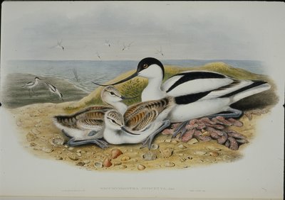 Avocet (Recurvirostra Avocetta) (kézzel színezett litho) alkotó: John (after) Gould