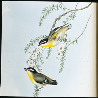 Feketefejű Pardalote (Pardalotus Melanocephalus) (kézzel színezett litho) alkotó: John (after) Gould