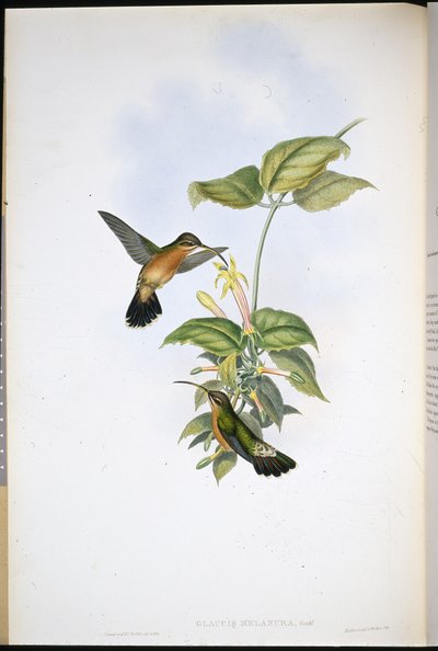 Feketefarkú remete (Glaucis Melanura) (kézzel színezett litho) alkotó: John (after) Gould
