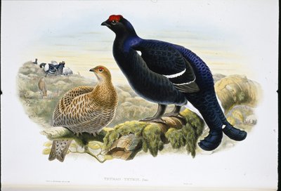 Feketekakas (Tetrao Tetrix) (kézzel színezett litho) alkotó: John (after) Gould