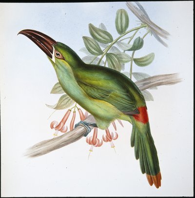 Vérbordás csőrű tukán (Aulacoramphus Haematopygius) (kézzel színezett litho) alkotó: John (after) Gould