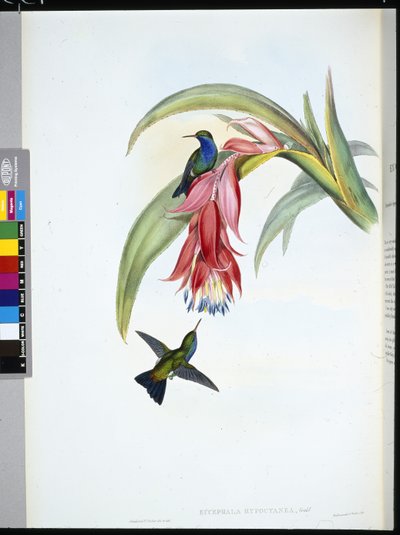 Kékmellű zafír (Eucephala Hypocyanea) (kézzel színezett litho) alkotó: John (after) Gould
