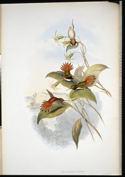 Kékfejű zafír (eucephala grayi) (kézzel színezett litho) alkotó: John (after) Gould