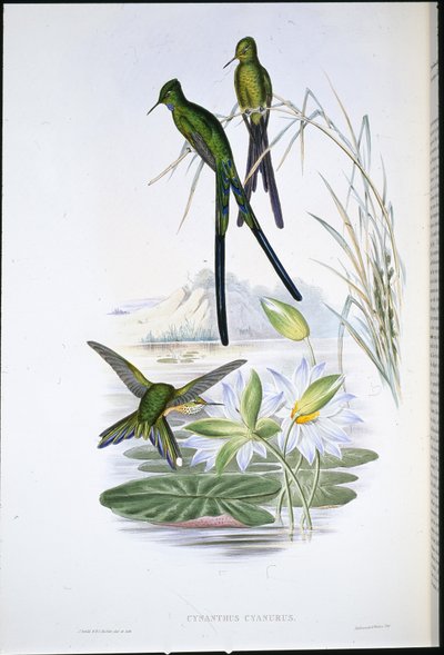 Blue-tailed Sylph (Cynanthus Cyanurus) (kézzel színezett litho) alkotó: John (after) Gould