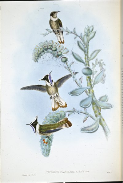 Kéktorkú Hlemte Crest (Oxypogon Cyanolaemus) (kézzel színezett litho) alkotó: John (after) Gould