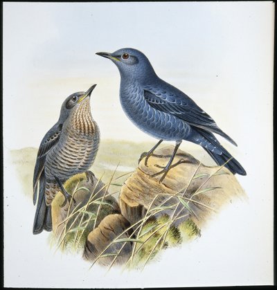 Kék sziklarigó (Petrocossyphus Cyanus) (kézzel színezett litó) alkotó: John (after) Gould