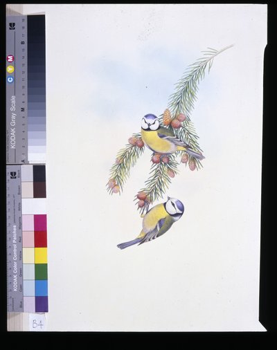 Kék cinege (Parus Caeruleus) (kézzel színezett litho) alkotó: John (after) Gould