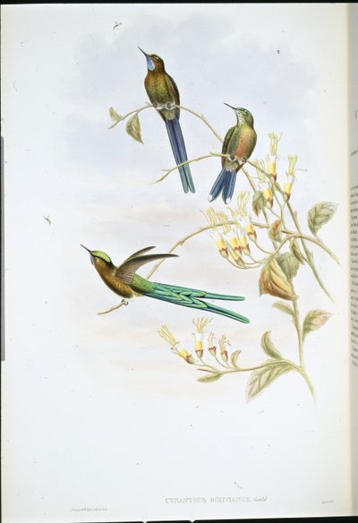Bolíviai szilph (Cynanthus Bolivianus) (kézzel színezett litho) alkotó: John (after) Gould