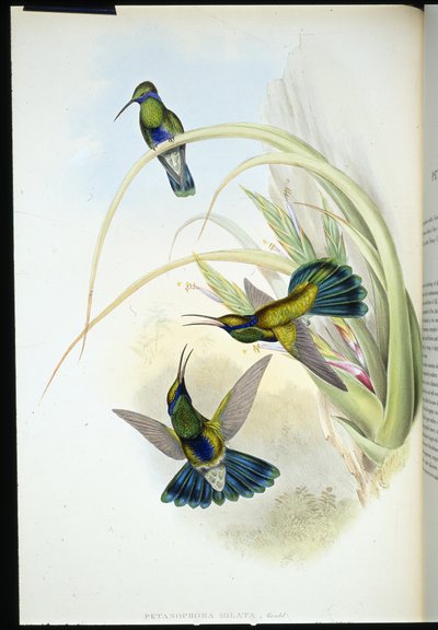 Bolíviai ibolyafül (Petasophora Iolata) (kézzel színezett litho) alkotó: John (after) Gould