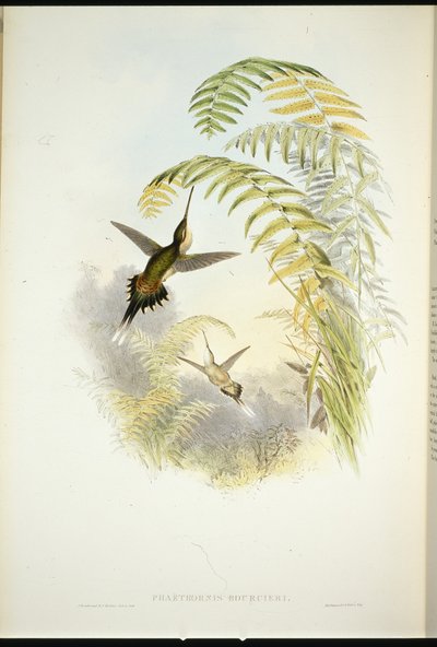 Bourcier-remete (Phaethornis Bourcieri) (kézzel színezett litográfia) alkotó: John (after) Gould