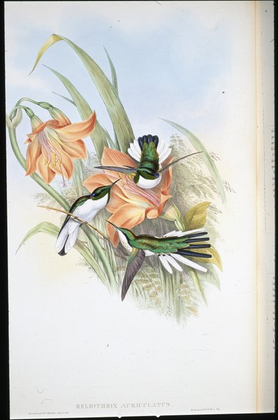 Brazil tündér (Heliothrix Auriculatus) (kézzel színezett litho) alkotó: John (after) Gould