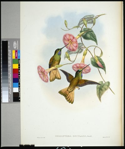 Buffal-tailed Star-frontlet (helianthea osculans) (kézzel színezett litho) alkotó: John (after) Gould