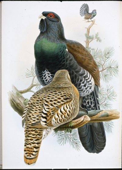 Siketet (Tetrao Urogallus) (kézzel színezett litho) alkotó: John (after) Gould