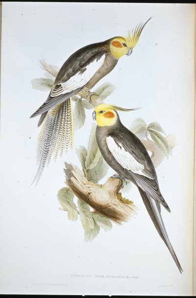 Kakadu papagáj (New Holland Nymph) (kézzel színezett litho) alkotó: John (after) Gould