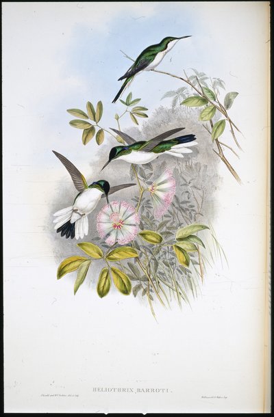 Kolumbiai tündér (Heliothrix Barroti) (kézzel színezett litho) alkotó: John (after) Gould