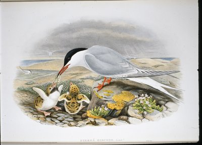 Közönséges csér (Stera Hirundo) (kézzel színezett litho) alkotó: John (after) Gould