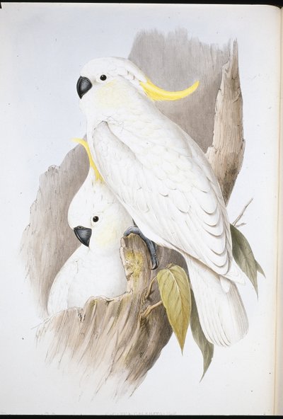 Tarajos kakadu (Cacatua Galerita) (kézzel színezett litho) alkotó: John (after) Gould