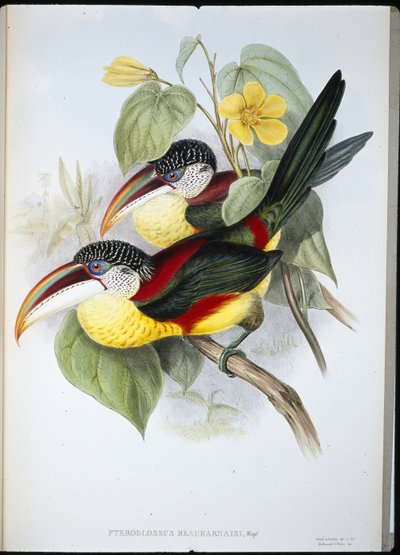 Göndör tarajos Aracari (Pteroglossus Beauharnaisi) (kézzel színezett litho) alkotó: John (after) Gould