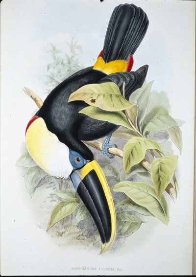 Cuvier tukán (Ramphastos Cuvieri) (kézzel színezett litó) alkotó: John (after) Gould