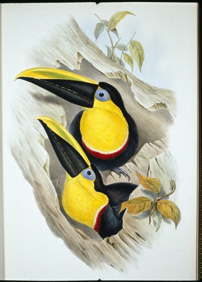 Kétségbeesett tukán (Ramphastos Ambiguus) (kézzel színezett litográfia) alkotó: John (after) Gould