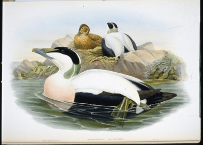 Eder kacsa (Somateria Mollissima) (kézzel színezett litho) alkotó: John (after) Gould