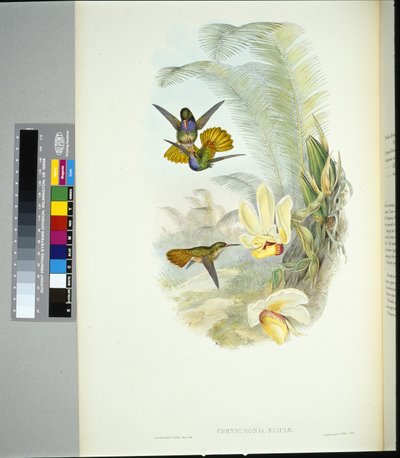 Elicia aranyfarka (chrysuronia eliciae) (kézzel színezett litho) alkotó: John (after) Gould