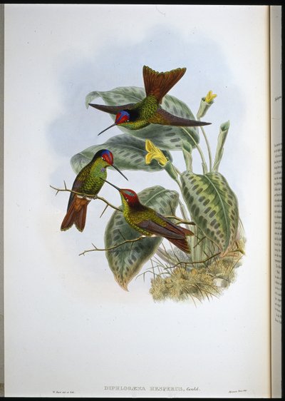 Equadorei szivárvány (Diphlogaena Hesperus) (kézzel színezett litho) alkotó: John (after) Gould
