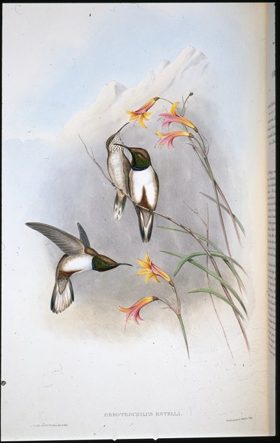 Estella hillstar kolibri (Oreo Trochilus Estella) (kézzel színezett litho) alkotó: John (after) Gould