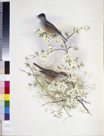 Eurázsiai fekete sapka (Sylvia atricapilla) (kézzel színezett litho) alkotó: John (after) Gould