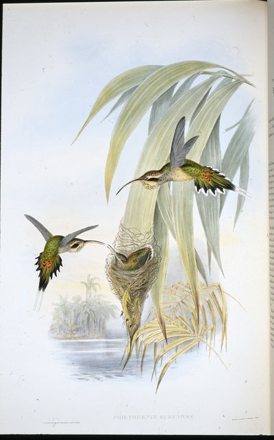 Eurynome Remete (Phaethornis Eurynome) (kézzel színezett litó) alkotó: John (after) Gould