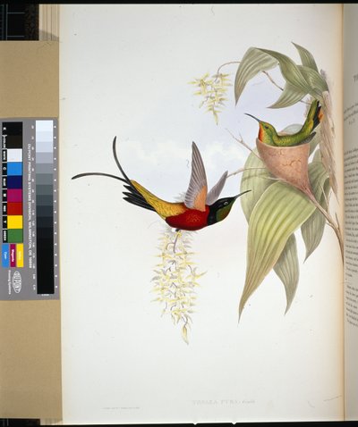 Tüzes topáz (topaza pyra) (kézzel színezett litó) alkotó: John (after) Gould