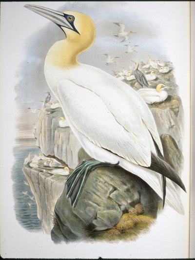 Ganet (Sula Bassana) (kézzel színezett litho) alkotó: John (after) Gould