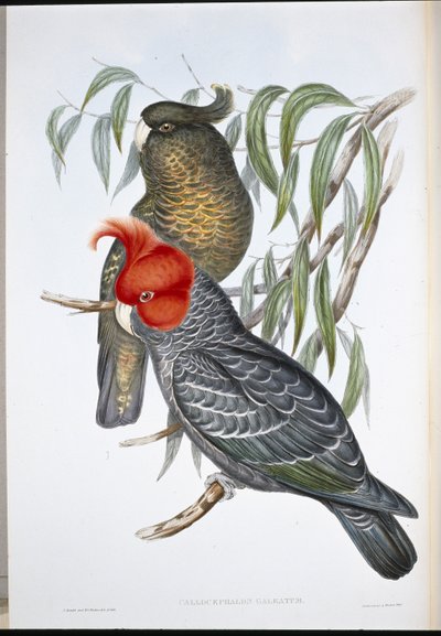 Gang-banda kakadu (Callocephalon Galeatum) (kézzel színezett litho) alkotó: John (after) Gould