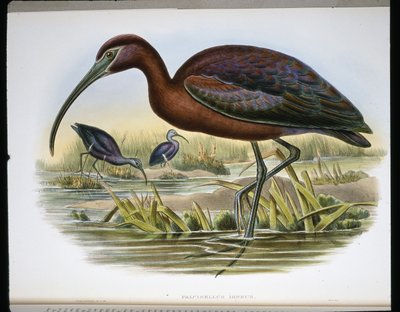 Fényes bak (Falcinellus Igneus) (színes metszet) alkotó: John (after) Gould