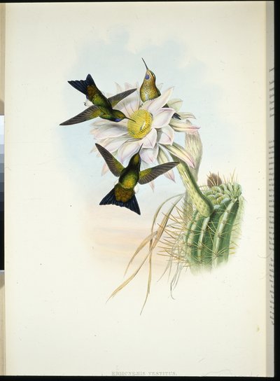 Ragyogó lábszár (Eriocnemis ruha) (kézzel színezett litho) alkotó: John (after) Gould