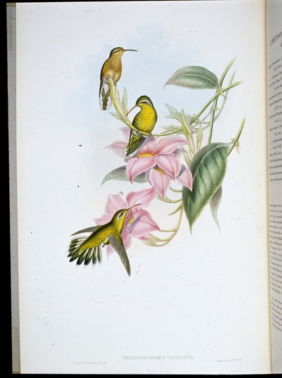 Aranytorkú kolibri (Chryso Bronchus Virescens) (kézzel színezett litho) alkotó: John (after) Gould