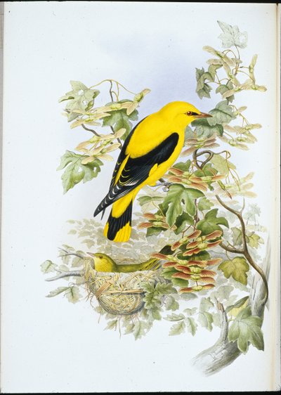 Arany oriole (Oriolus Galbula) (kézzel színezett litó) alkotó: John (after) Gould
