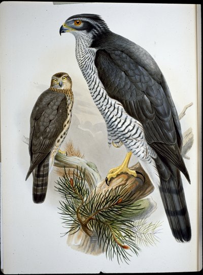 Goshawk (Astur Palumbarius) (kézzel színezett litho) alkotó: John (after) Gould