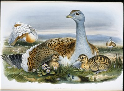 Túzok (Otis Tarda) (kézzel színezett litó) alkotó: John (after) Gould