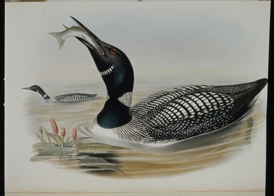 Északi búvár (Colymbus Glacialis) (kézi színezésű litográfia) alkotó: John (after) Gould