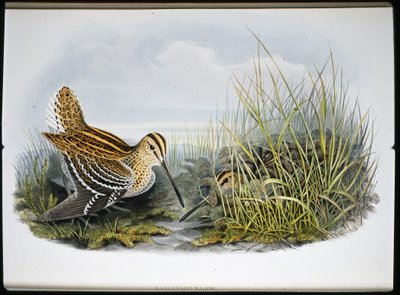 Nagy szalonka (Gallinaco Major) (kézzel színezett litho) alkotó: John (after) Gould