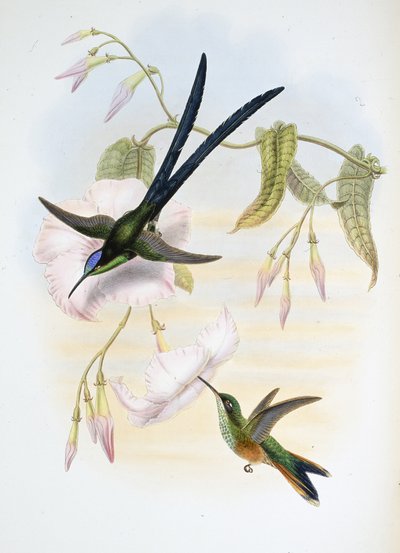 Nagy villafarkú kolibri madár (Hylonymphia Macrocerca) (kézzel színezett litho) alkotó: John (after) Gould