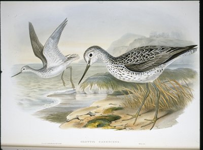 Zöldszár (Glottis Canescens) (kézzel színezett litho) alkotó: John (after) Gould