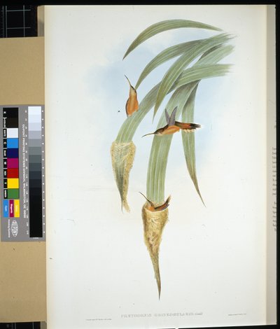 Szürketorkú remete (phaethornis griseogularis) (kézzel színezett litho) alkotó: John (after) Gould