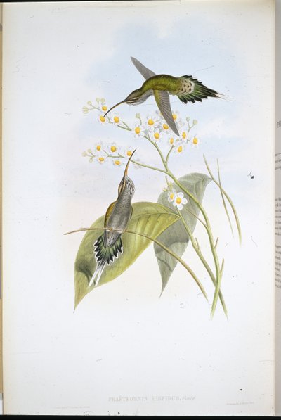 Szőrös remete (Phaethornis Hispidus) (kézzel színezett litho) alkotó: John (after) Gould
