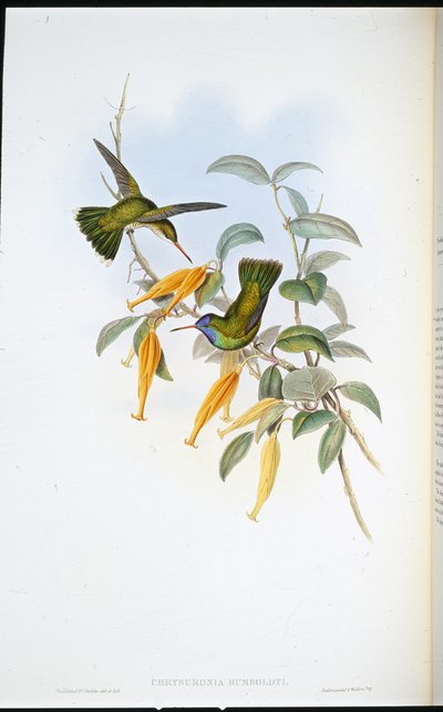 Humboldt kolibri (Chrysuronia Humboldti) (kézzel színezett litó) alkotó: John (after) Gould