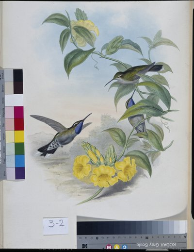 Kolibri (Delattria Clemenciae) (kézzel színezett litho) alkotó: John (after) Gould