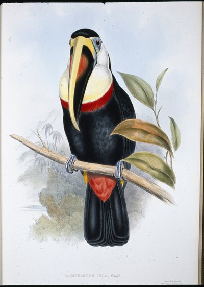 Inka tukán (Ramphastos inica) (kézzel színezett litho) alkotó: John (after) Gould
