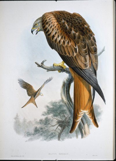 Glead sárkány (Milvus Regalis) (színes metszet) alkotó: John (after) Gould