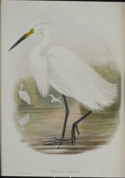 Kis kócsag (Egretta Garzetta) (kézzel színezett litó) alkotó: John (after) Gould